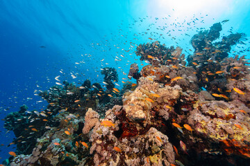 Underwater Tropical Corals Reef with colorful sea fish. Marine life sea world. Tropical colourful underwater seascape.