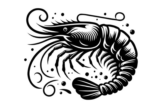 recommend clip art: Shrimp silhouette sea animal. Vector sketch illustration.. black and white engraved isolated shrimp illustration