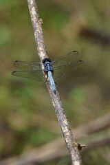 blue dragonfly on a branch