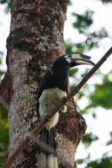 Hornbill on the branch 
