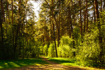 Fototapeta premium Sunbeams streaming through the pine trees and illuminating the young green foliage on the bushes in the pine forest in spring.