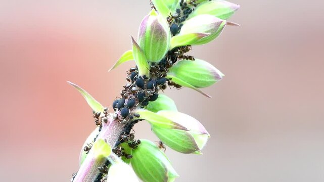 Ants with black aphids in a  quasi symbiotic relationship where the ants protect the aphids and the aphids produce sugar for the ants.