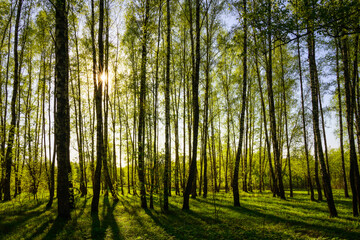 Sunset or sunrise in a spring birch forest with bright young foliage glowing in the rays of the sun and shadows.