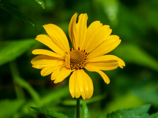A close-up photo of a yellow heliopsis flower