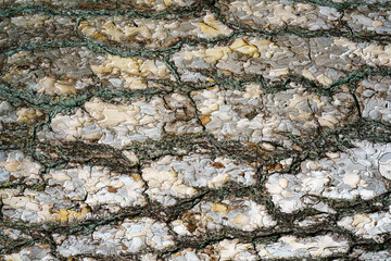 Close-up texture of gray pine treebark. Absract nature background.