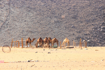 camels caravan in Saudi Arabian desert