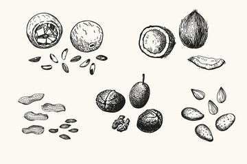 Vector engraved illustrations of peanuts, almonds, coconut, walnuts, pecans on isolated background. Hand drawn ink illustration of nut kernels and shells for logo, card, label, sign, wrapping, print
