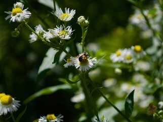 A bee on a daisy flower.