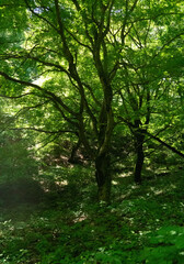 Obraz premium 日陰の木