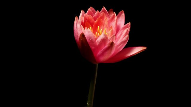 4K time lapse footage of blooming pink water lily flower from bud to full blossom solated on black background, beautiful lotus flower timelapse video close up shot.