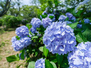 青色の紫陽花の花　梅雨　香川県の紫雲出山