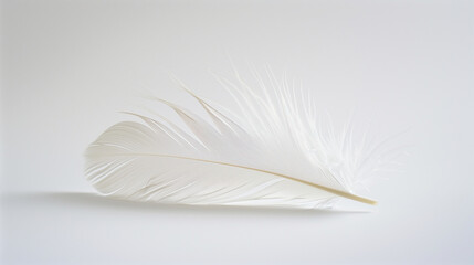 Close-up of a Single White Feather