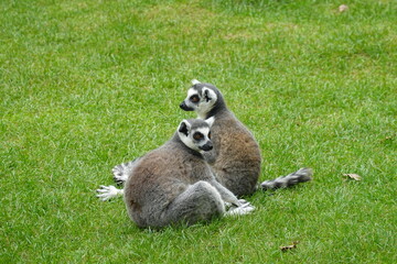Lemurs sitting on grass