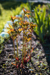 Shoots and leaves of a peony growing in a flower bed. Perennial