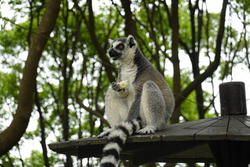 Lemur Eating on roof in forest 