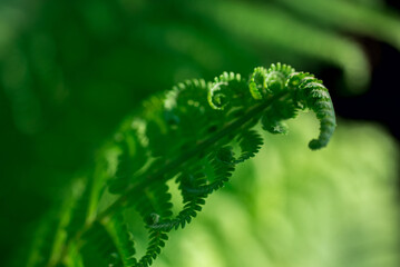 Natural green background from fern leaves
