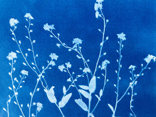 Forget me not flowers in blue print background. Cyanotype illustration