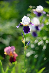 Blooming iris growing in a flower bed. Perennial