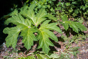 Hogweed in a clearing