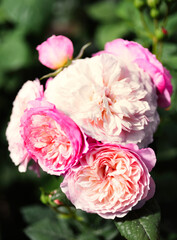 Pink peony rose buds
