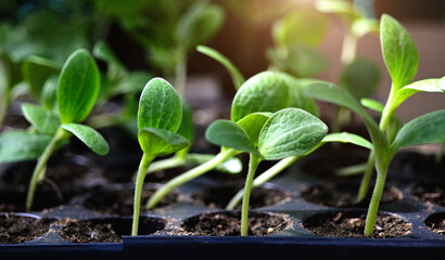Young cucumber seedlings on a tray in a greenhouse