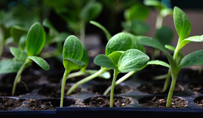 Young cucumber seedlings on a tray in a greenhouse