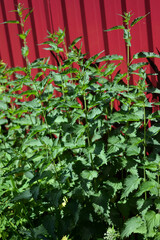 Nettles near the fence