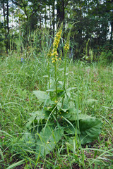 dziewanna pospolita, verbascum nigrum l.