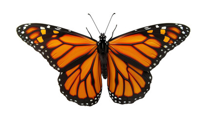 Fototapeta premium A vibrant and beautifully detailed monarch butterfly with its wings open, displayed on a white background.
