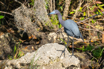 Fototapeta premium A wild adult Little Blue Heron (Egretta caerulea) perched on top of a rock on a river bank.