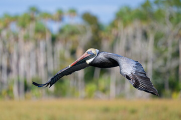 Adult Brown Pelican in Flight.