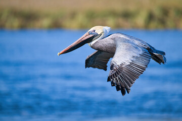 Adult Brown Pelican in Flight.