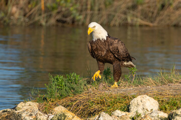 American Bald Eagle perched and walking on a rocky outcrop in Florida's Salt River.