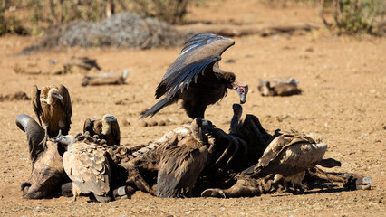 lappet-faced vultures and white-backed vultures feeding on a buffalo carcass