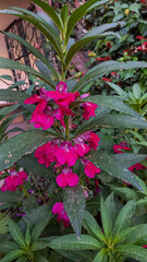 Impatiens balsamina, garden balsam, rose balsam, touch-me-not or spotted snapweed