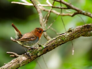 森の中で静かに枝に留まっているコマドリの雄