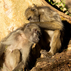 grooming chacma baboons early morning