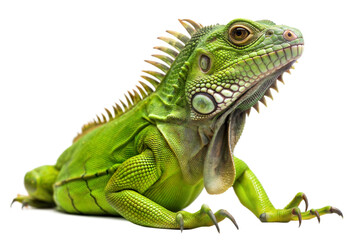 Obraz premium iguana on a transparent background