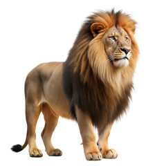 lion on a transparent background