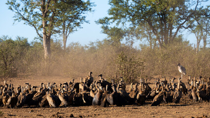 white-backed vultures feeding on a buffalo carcass