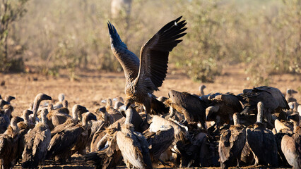 white-backed vultures feeding on a buffalo carcass