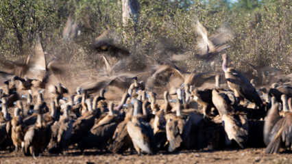 white-backed vultures feeding on a buffalo carcass