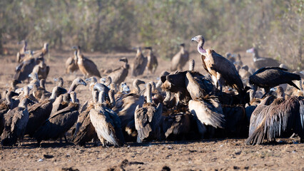 white-backed vultures feeding on a buffalo carcass