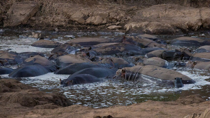 a hippo pod in a drying waterhole