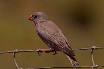 Trumpeter Finch, (Bucanetes githagineus), perched on a wire fence, Mouth of the Guadalhorce Natural Park, Malaga, Andalucia, Spain.