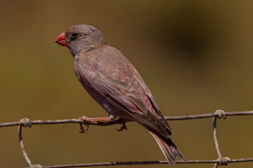 Trumpeter Finch, (Bucanetes githagineus), perched on a wire fence, Mouth of the Guadalhorce Natural Park, Malaga, Andalucia, Spain.
