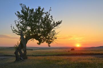 Tree on field at Summer sunset