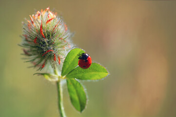 Closeup Ladybug on  flower