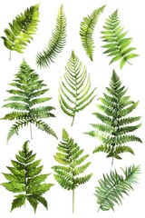 Naklejka premium A close-up shot of a collection of green leaves on a white background