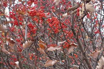 Brown leaves and red berries on branches of Sorbus aria in October